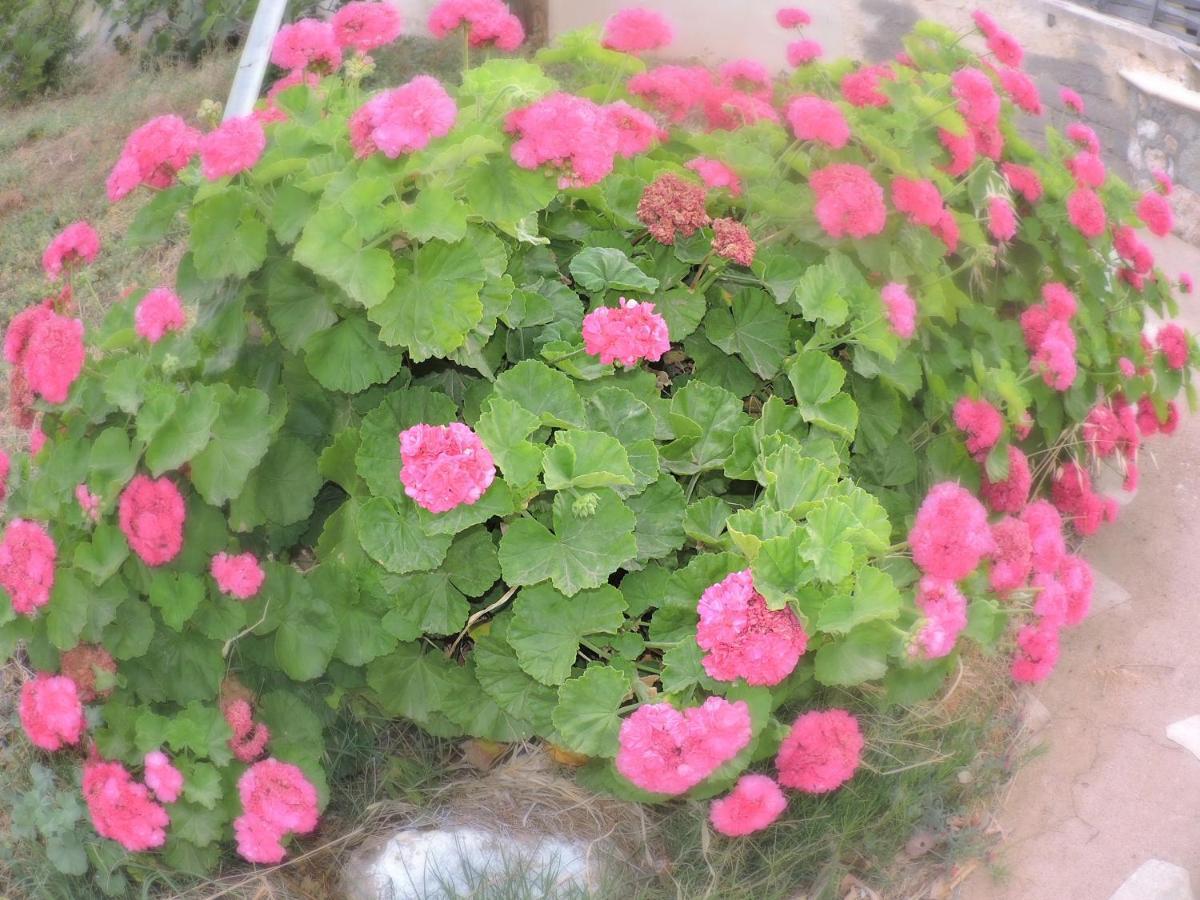 玛丽亚公寓 阿莫皮 外观 照片